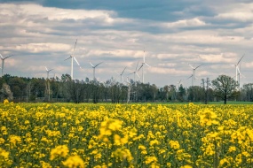 油菜田旋转风车风景图片